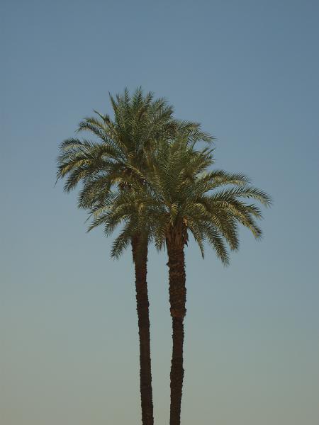 S6000619 450x600