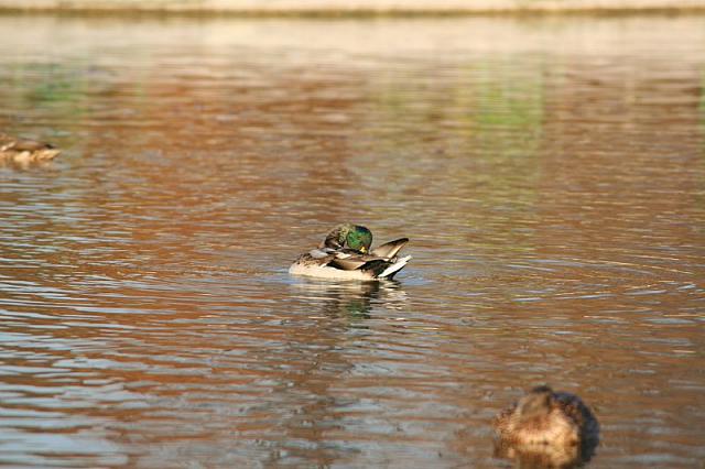 IMG 0113 800x533