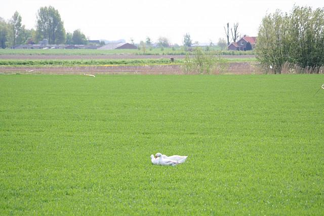20090424 132 800x533