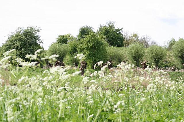 20090424 141 800x533