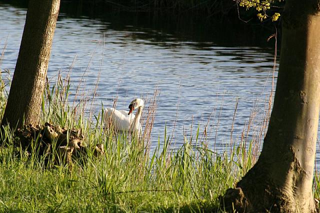 20090424 188 800x533