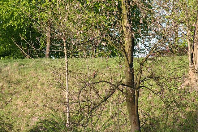 20090424 190 800x533