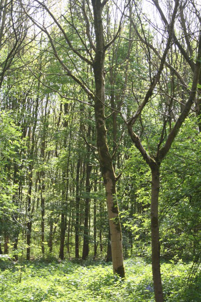 20090424 374 400x600