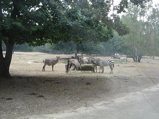 IMGP4850 800x600