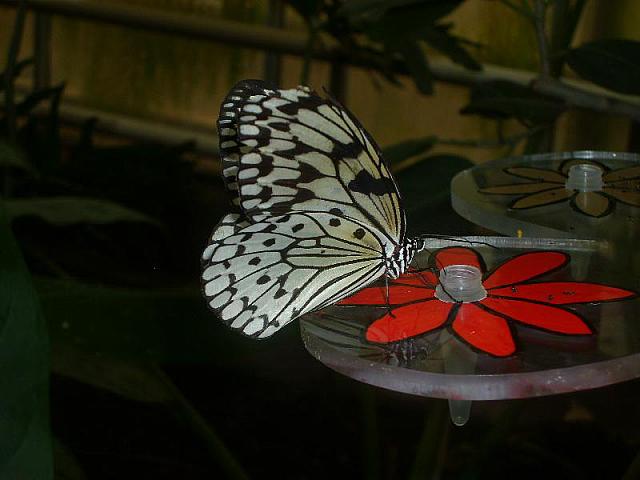 S6000142 800x600