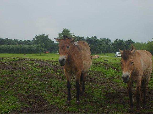 S6000015 800x600