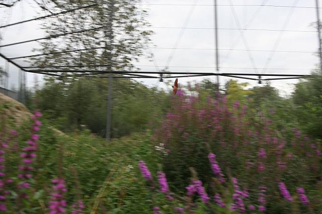 IMG 0485 800x533
