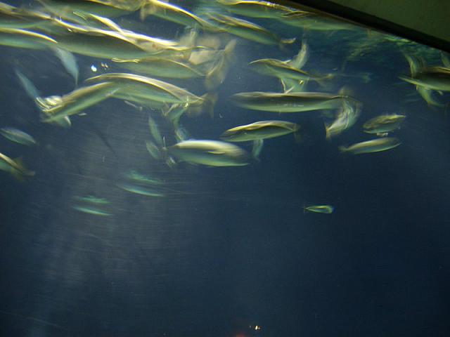 S6000003 800x600