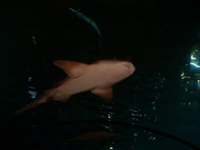 S6000006 800x600