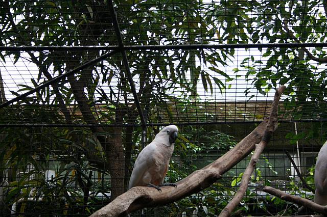 blijdorp 10-09 004 800x533