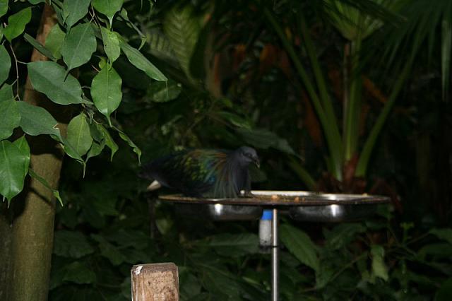blijdorp 10-09 005 800x533