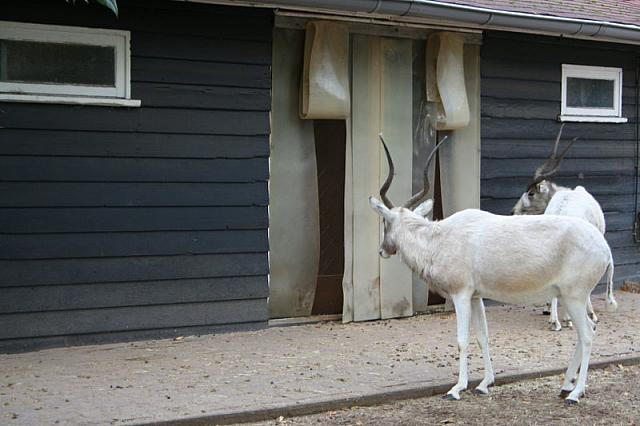 blijdorp 10-09 026 800x533