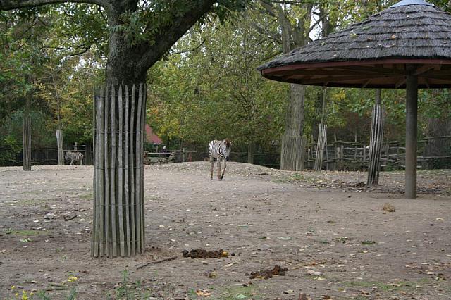 blijdorp 10-09 029 800x533