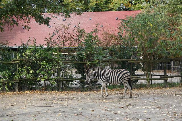 blijdorp 10-09 033 800x533
