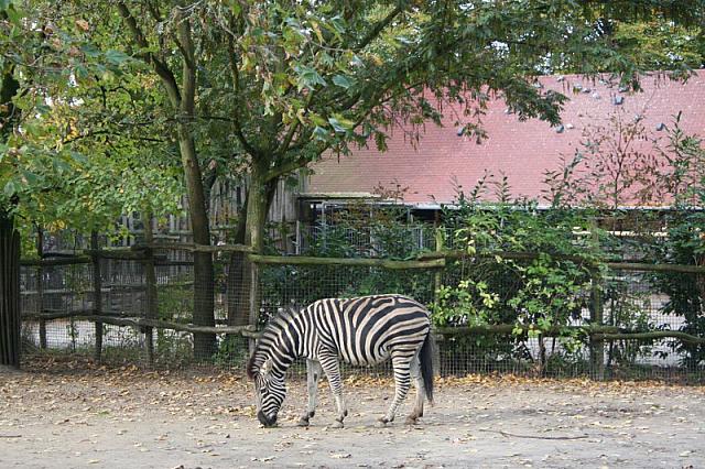 blijdorp 10-09 034 800x533