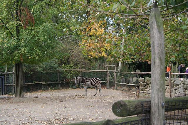 blijdorp 10-09 035 800x533