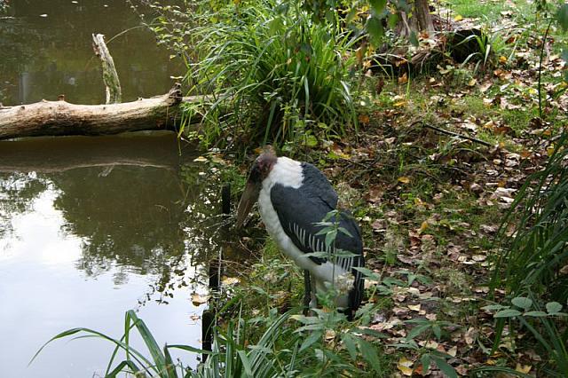 blijdorp 10-09 036 800x533