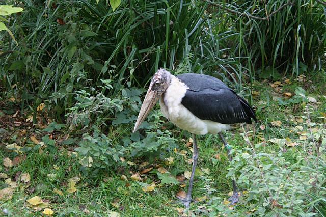 blijdorp 10-09 037 800x533