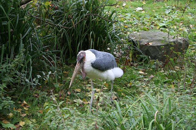 blijdorp 10-09 041 800x533