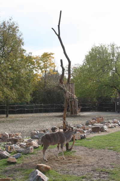 blijdorp 10-09 045 400x600