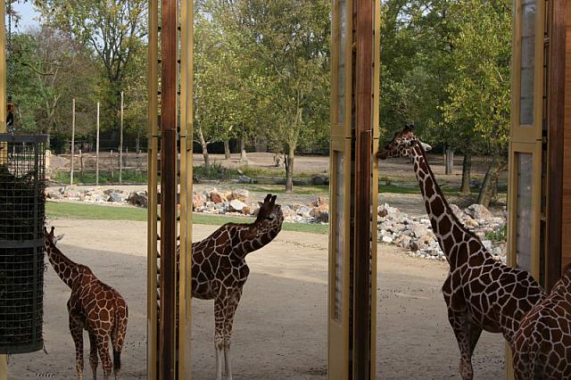 blijdorp 10-09 055 800x533