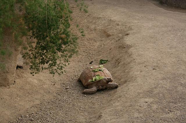 blijdorp 10-09 057 800x533