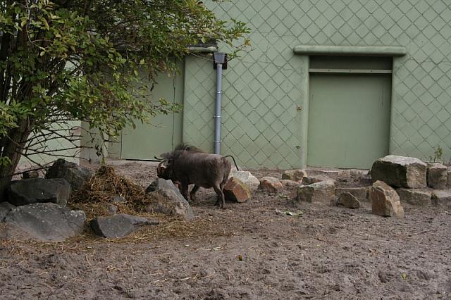blijdorp 10-09 075 800x533