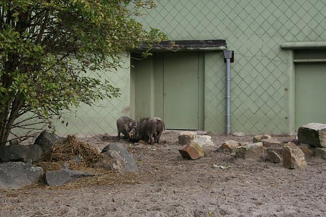 blijdorp 10-09 077 800x533