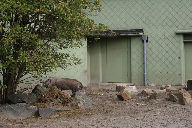 blijdorp 10-09 079 800x533