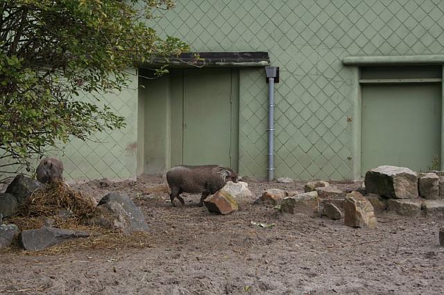 blijdorp 10-09 080 800x533