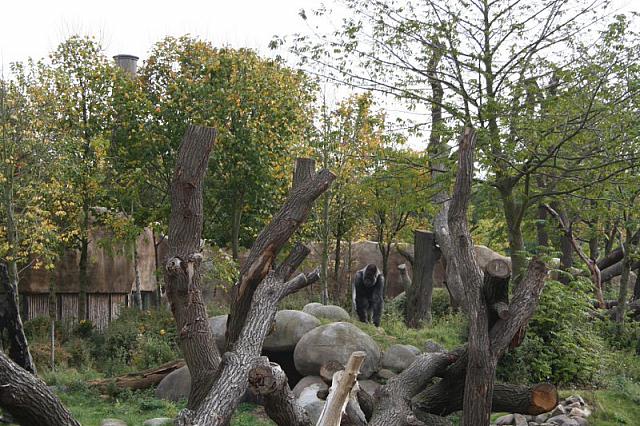 blijdorp 10-09 083 800x533