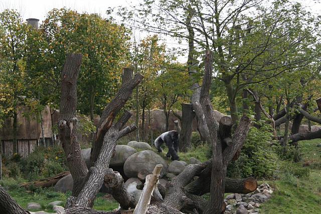 blijdorp 10-09 084 800x533