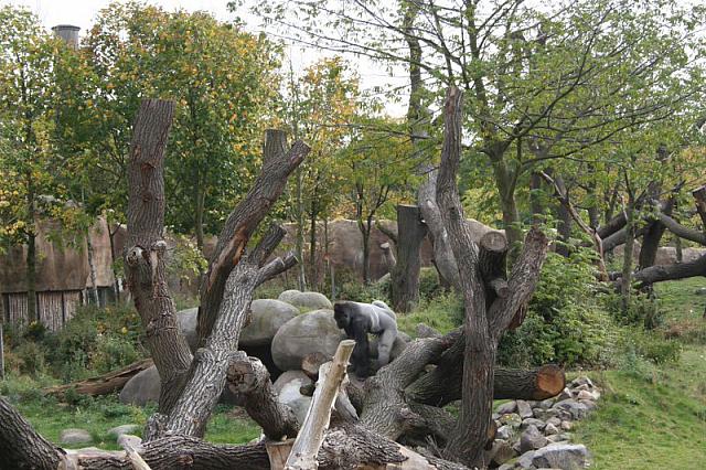 blijdorp 10-09 085 800x533