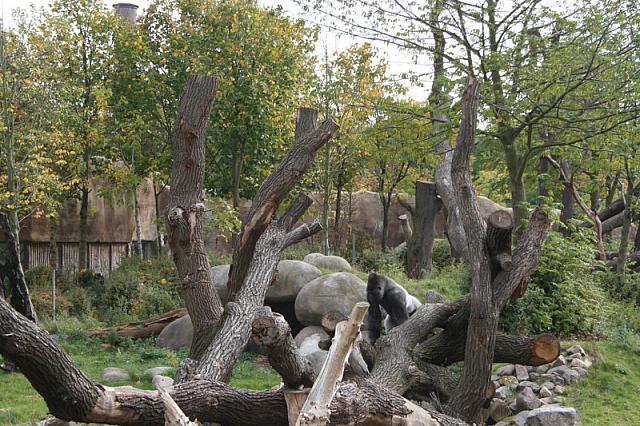 blijdorp 10-09 086 800x533