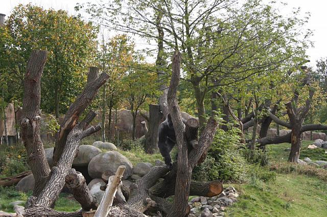 blijdorp 10-09 and extra 002 800x533