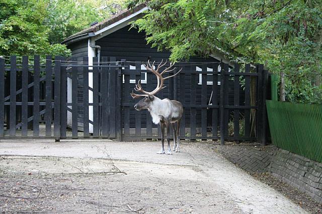 blijdorp 10-09 and extra 045 800x533