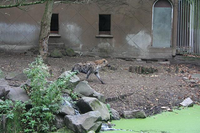 blijdorp 10-09 and extra 046 800x533