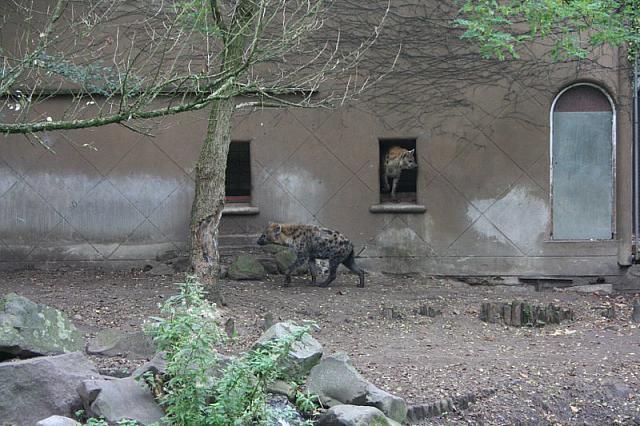blijdorp 10-09 and extra 049 800x533