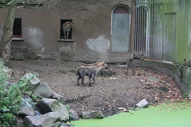 blijdorp 10-09 and extra 052 800x533