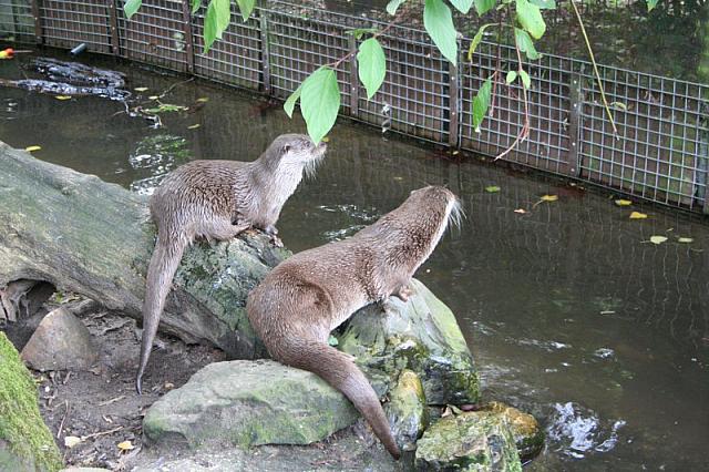 blijdorp 10-09 and extra 068 800x533