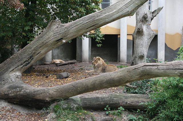 blijdorp 10-09 and extra 069 800x533