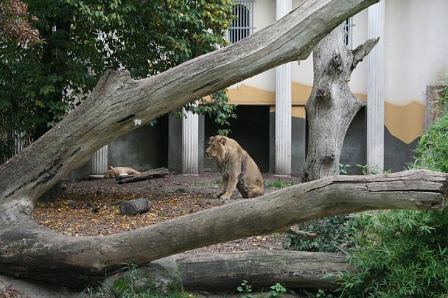 blijdorp 10-09 and extra 071 800x533