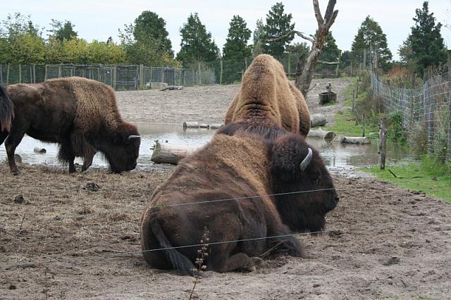 blijdorp 10-09 and extra 104 800x533
