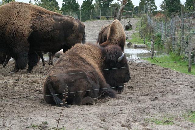 blijdorp 10-09 and extra 109 800x533