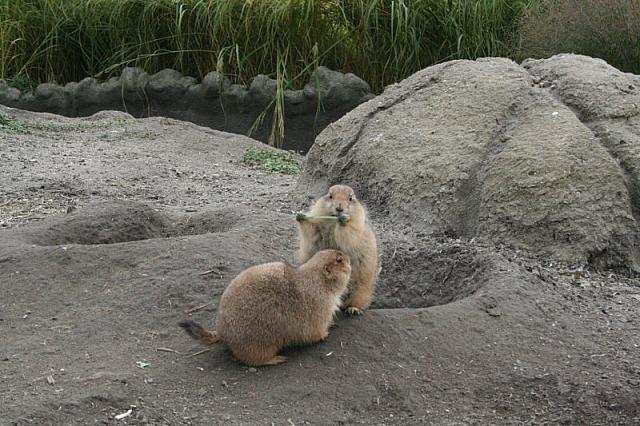 blijdorp 10-09 and extra 117 800x533