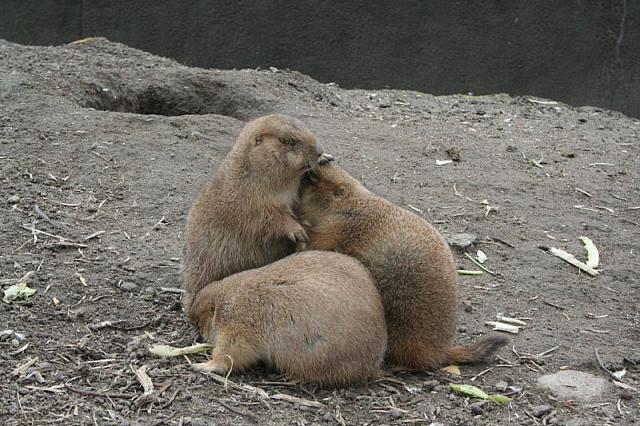 blijdorp 10-09 and extra 127 800x533