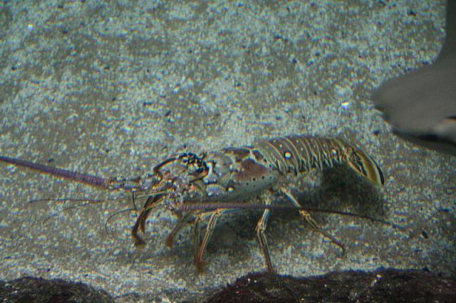 blijdorp 10-09 and extra 181 800x533