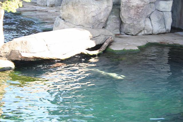 Blijdorp 009 800x533