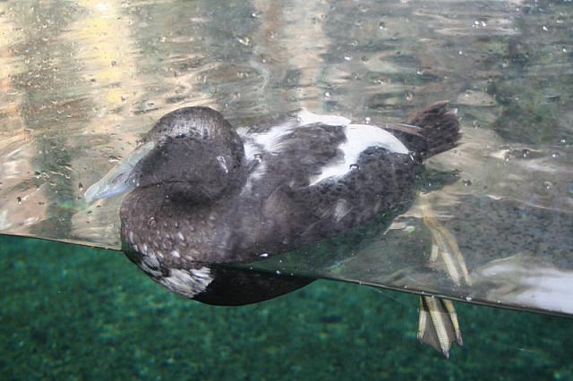 Blijdorp 013 800x533