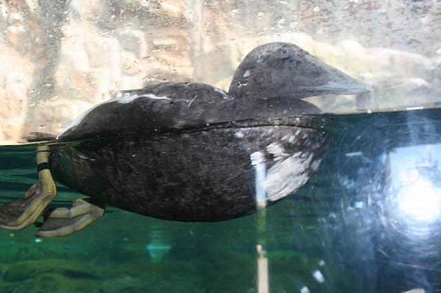 Blijdorp 014 800x533
